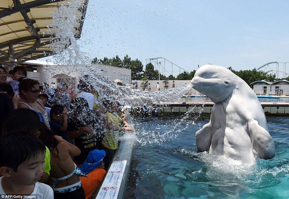 日本市民到水族馆让白鲸喷水避暑